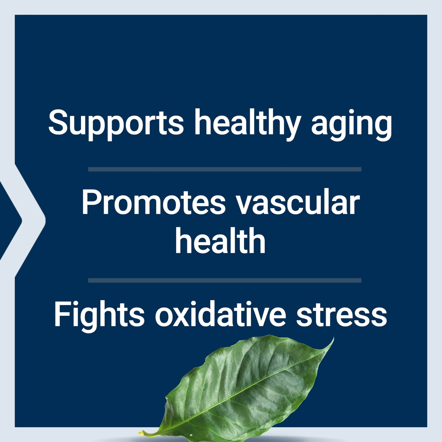 Pre-Order | Arrives in 5–10 Days – Life Extension Pycnogenol – French Maritime Pine Bark Extract – Scientifically Studied healthy aging & Vascular Health Supplement – Non-GMO, Gluten-Free, Vegetarian – 60 Capsules