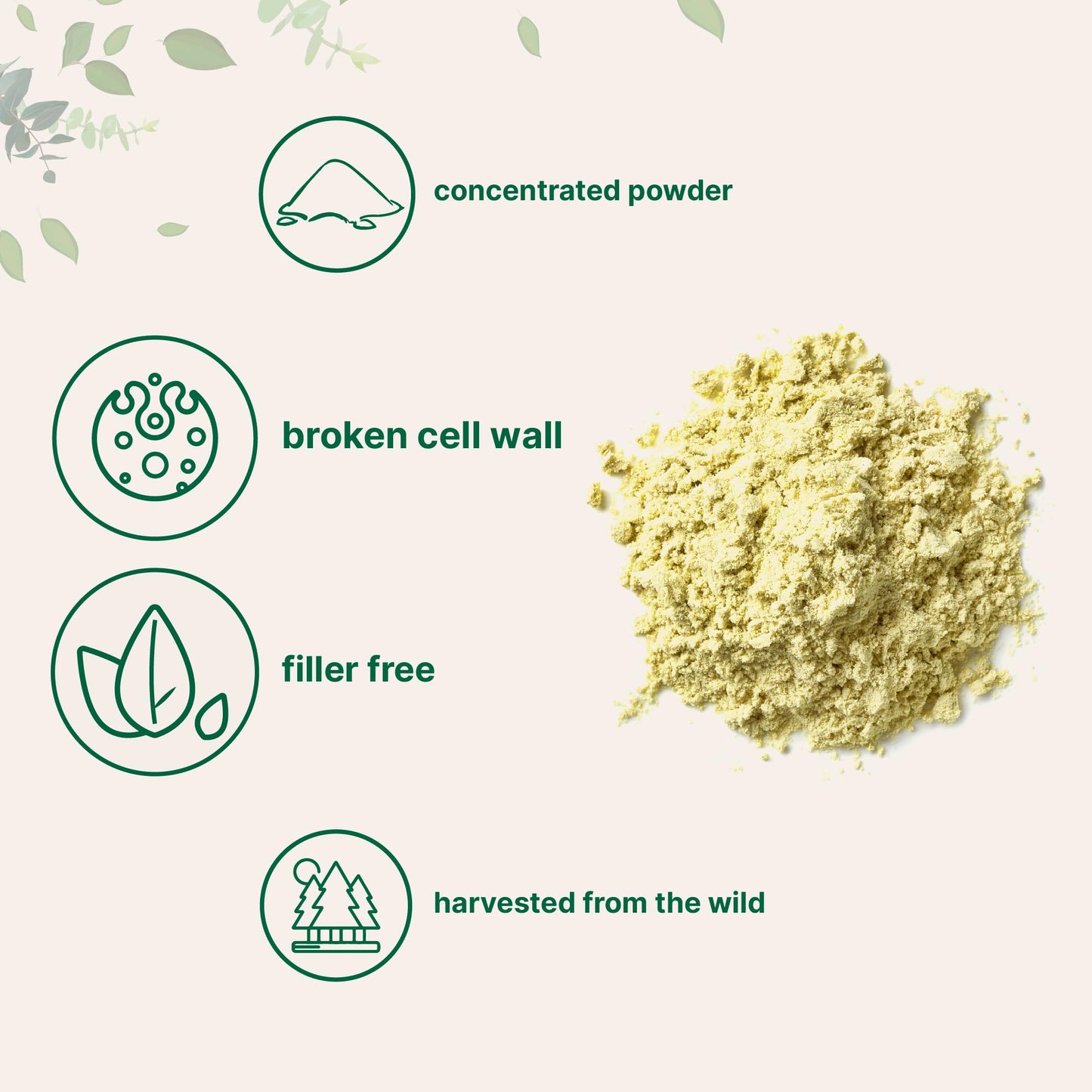 Pre-Order | Arrives in 5–10 Days – Micro Ingredients Pure Pine Pollen Powder, 6 Ounce, Wild Harvest an Broken Cell Wall, Supports Immune System Health, Boosts Energy, Antioxidant & Androgenic, No GMOs, Vegan Friendly