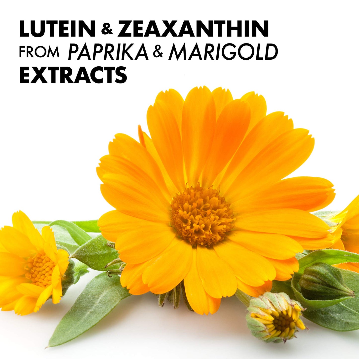 Pre-Order | Arrives in 5–10 Days – Bluebonnet Nutrition Zeaxanthin Plus Lutein Softgel, Lutein & Zeaxanthin, Eye Health & Blue Light Exposure, Lutein from Marigold, Zeaxanthin from Paprika, Gluten Free, Soy Free, Milk Free, 60 Softgels