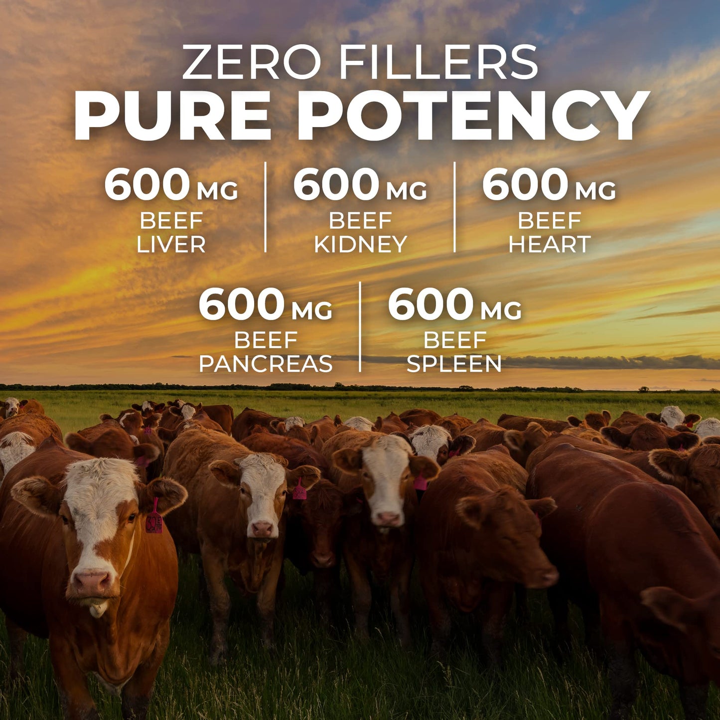 Pre-Order | Arrives in 5–10 Days – ForestLeaf Beef Organ Supplement - Grass Fed & Pasture Raised - Total Body Wellness & Performance, Organ Complex with 3000mg of Desiccated Beef Liver, Heart, Kidney, Pancreas, Spleen (180 Capsules)