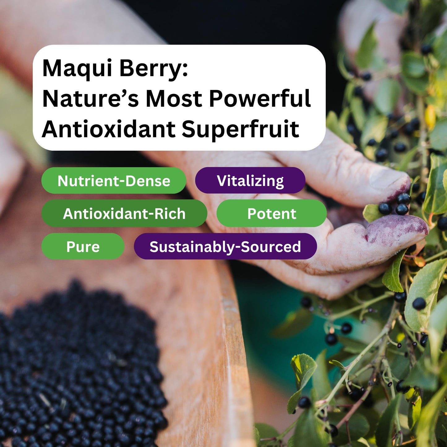 Pre-Order | Arrives in 5–10 Days – Paradise Herbs, Organic Maqui Berry Extract, 400 mg, Fresh, Freeze-Dried Concentrate for Superior Potency, Non-GMO, Vegan, 60 Capsules
