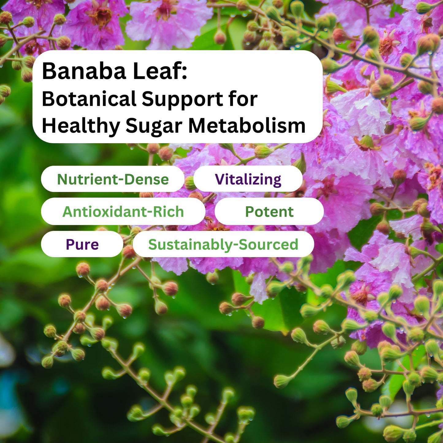 Pre-Order | Arrives in 5–10 Days – Paradise Herbs, Banaba Leaf, 12:1 Concentrated Extract, 250 mg, Vegan, Gluten-Free, Non-GMO, 180 Capsules