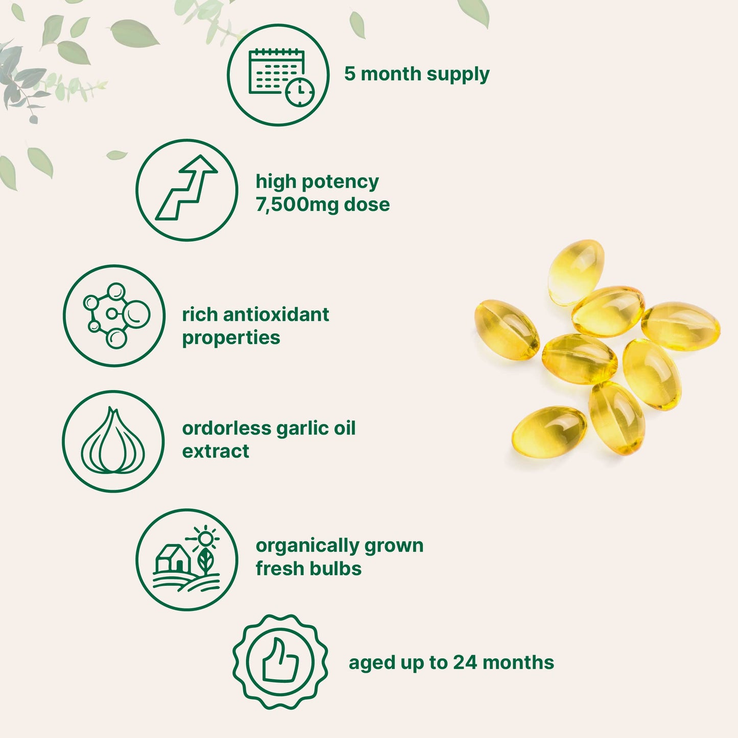 Pre-Order | Arrives in 5–10 Days – Micro Ingredients Odorless Garlic 7500mg Per Servings, 300 Softgels | 2 Years Aged Garlic Extract, Grown Allium Sativum Bulb | Potent Antioxidant Supplement, Immune Support, and Heart Health