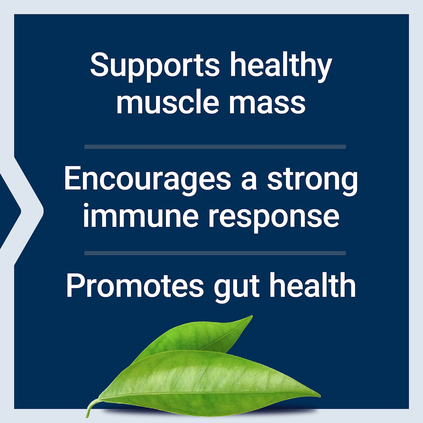 Pre-Order | Arrives in 5–10 Days – Life Extension L-Glutamine, 500 mg L-glutamine, Amino Acid, Supports Muscle Health and Immune Health, Gluten-Free, Non-GMO, 100 Vegetarian Capsules