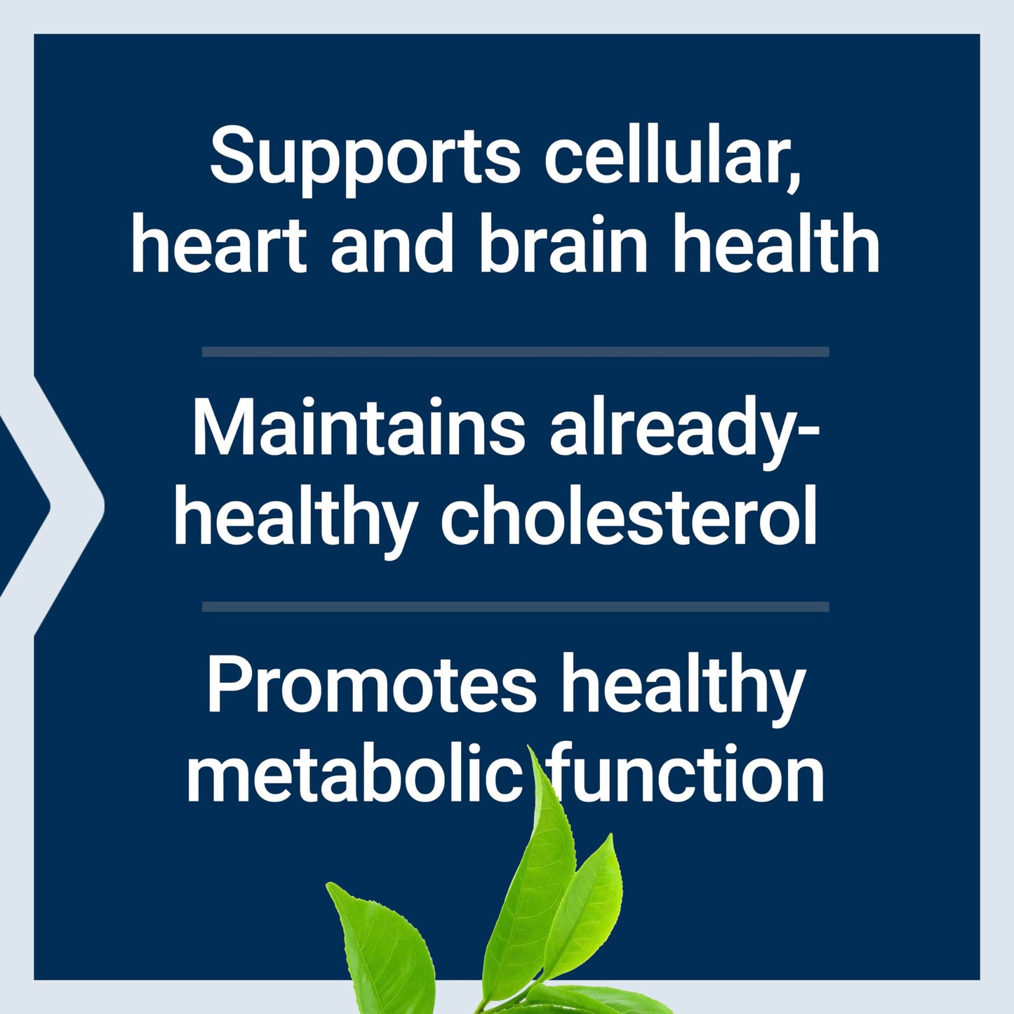 Pre-Order | Arrives in 5–10 Days – Life Extension Decaffeinated Mega Green Tea Extract – Polyphenol-Rich, Cell Health, Heart Health, Brain Health, Antioxidant Protection – Non-GMO, Gluten-Free, Vegetarian – 100 Capsules