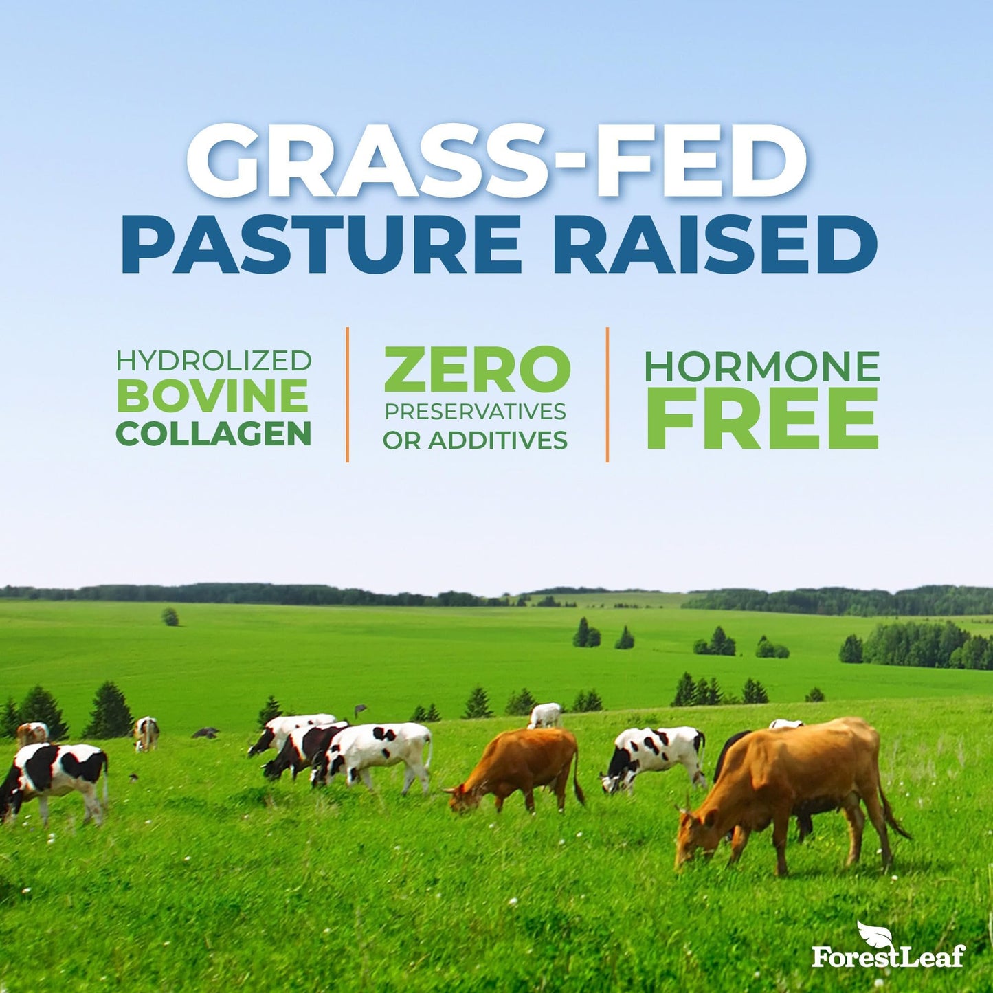 Pre-Order | Arrives in 5–10 Days – ForestLeaf Multi Collagen Pills - Collagen Men & Collagen Women - Hydrolyzed Collagen Supplements with Vitamin C & Hyaluronic Acid - Collagen Capsules for Hair, Skin & Nails (240 Peptide Capsules)