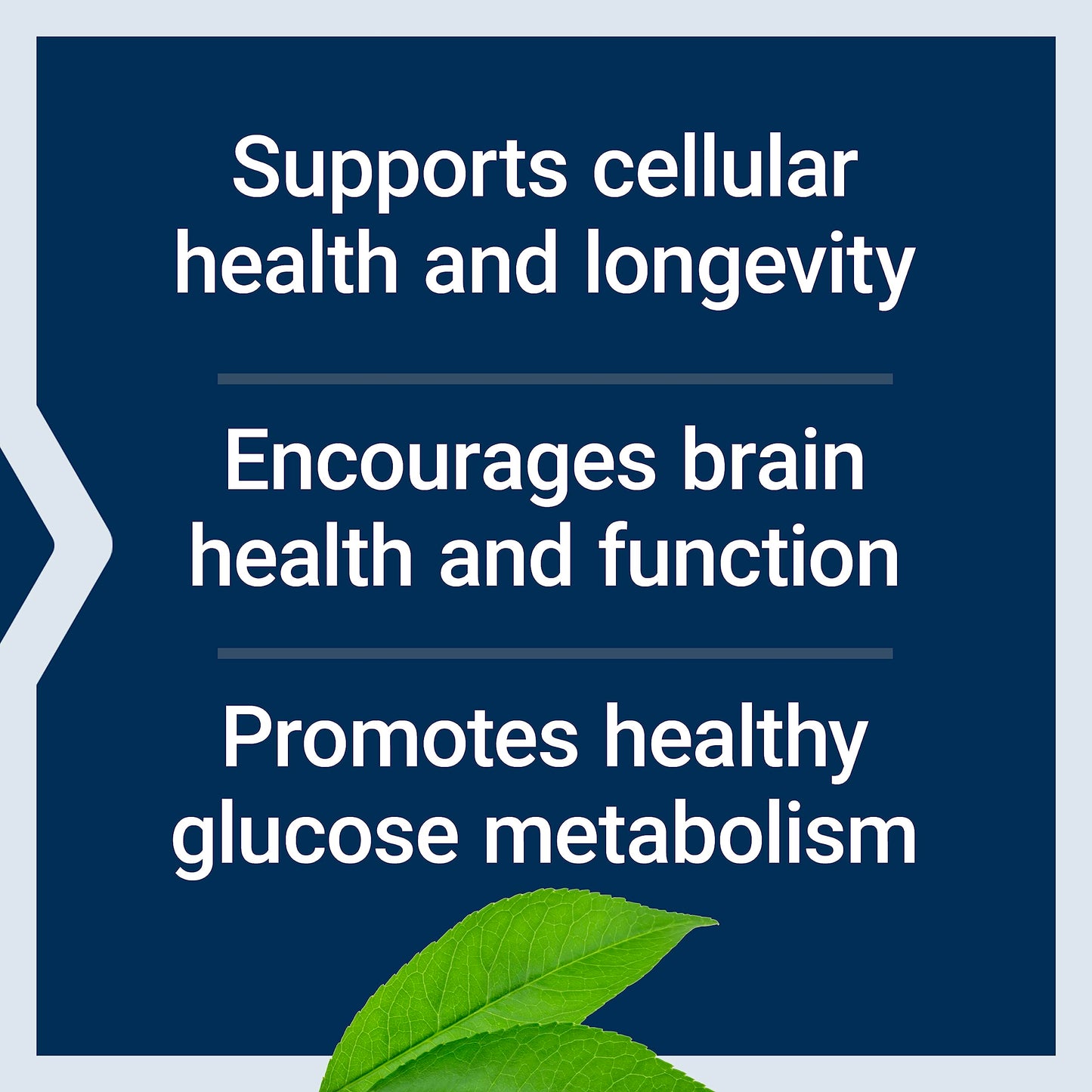 Pre-Order | Arrives in 5–10 Days – Life Extension Bio-Fisetin, Fisetin, galactomannans from Fenugreek Seed, Cellular Health, Cognitive Health, Longevity, Gluten-Free, Vegetarian, Non-GMO, 30 Vegetarian Capsules